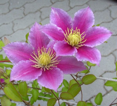 Clematis_Piilu1669.jpg