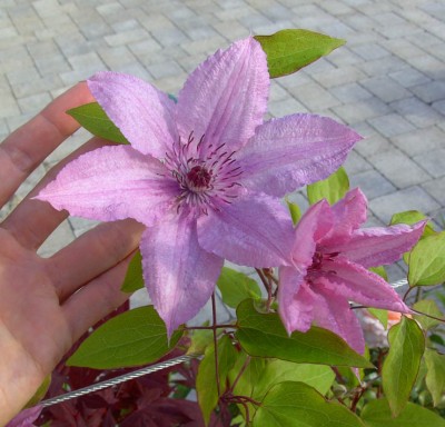 HagleyHybridMorgens1291.jpg