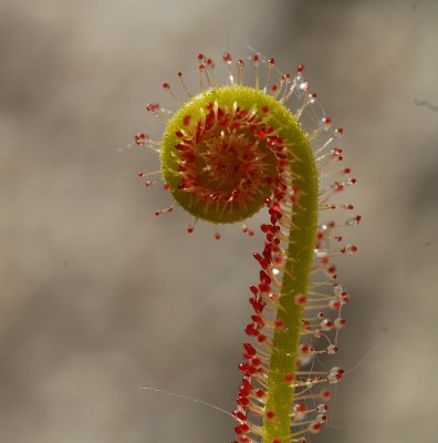 dsc_6953_Drosera_filiformis.jpg