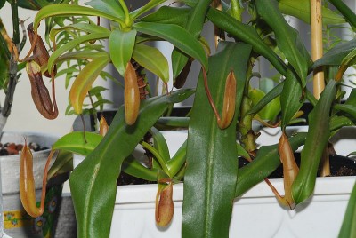 dsc_7090_Nepenthes_sanguinea.jpg