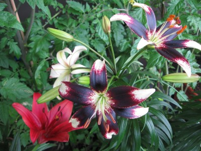 Lilium Netty´s PrideJPG.jpg