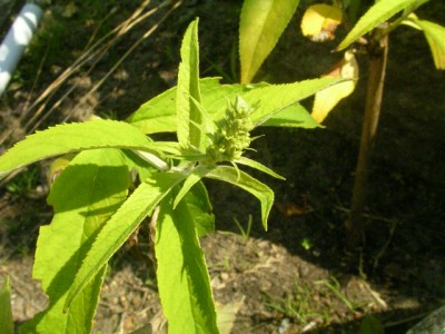 makros 008.JPG