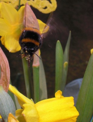 Hummelbesuch Frühjahr 2011 (9)MAKRO.jpg