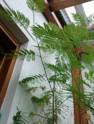 2011-06-14 15.15.05.jpg