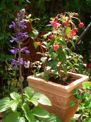 Salvia-Fuchsie.JPG