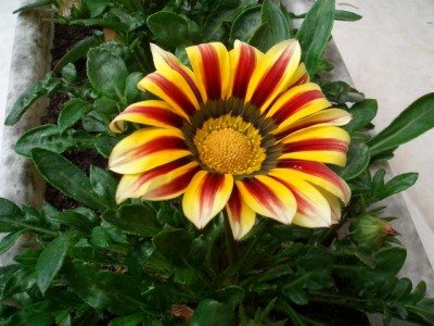 Mittagsblume.JPG