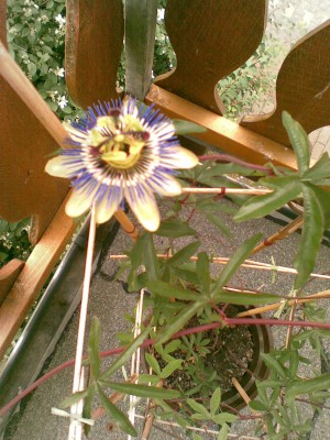 1. Blüte caerulea 2011.jpg