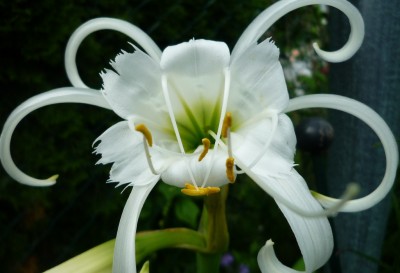 Hymenocallis.JPG