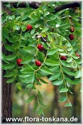 ziziphus_jujuba_frucht_-_dia.jpg