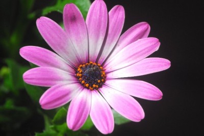 Bltenbilder008yy.jpg
