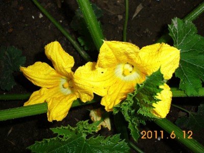 DSCI0106.JPG