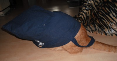 Katze im Sack3.jpg