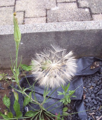 2011-06-14 - Pflanzen 004.jpg