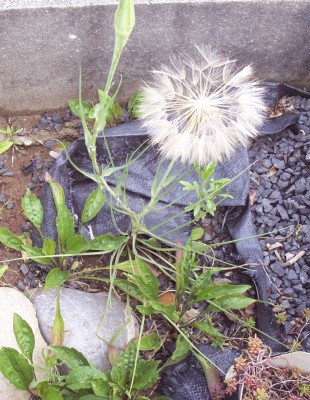 2011-06-14 - Pflanzen 001.jpg