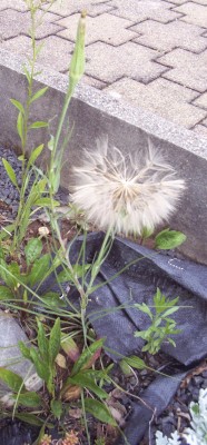 2011-06-14 - Pflanzen 005.jpg