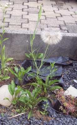 2011-06-14 - Pflanzen 002.jpg