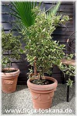 viburnum_tinus_variegatus_2_-_digi.jpg