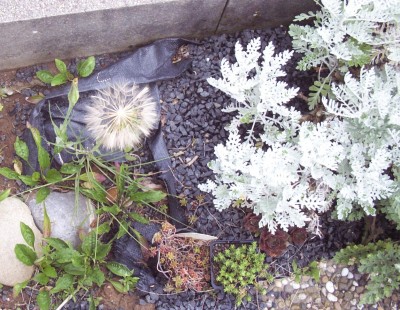 2011-06-14 - Pflanzen 003.jpg