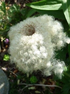 P1000797 (768x1024).jpg