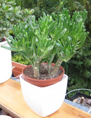 Neuer Löffelbaum noch nicht enttorft.JPG