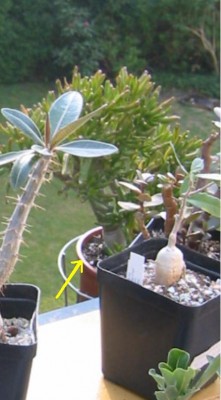 alter Löffelbaum ohne Übertopf.JPG