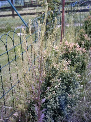 lisa pfingsten 2011 016.jpg