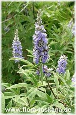 vitex_agnus-castus_2_-_digi.jpg