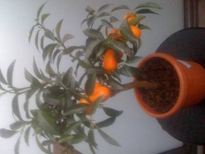 Obi Citruspflanze ( Hilfe) Kumquat - Fortunella margarita   Pflanzenbestimmung & Pflanzensuche  GREEN24 Pflanzen & Garten Forum