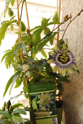 dsc_4619_Passiflora_Mogelpackung.jpg
