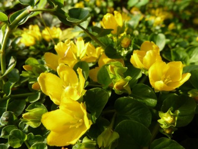 Lysimachia_nummularia.jpg