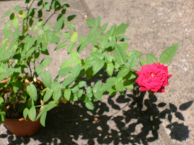 rose2.jpg