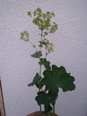 Gartenblume.JPG