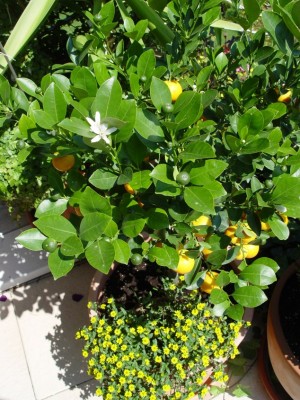 mandarine.jpg