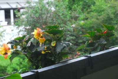 Balkon 003yy.jpg