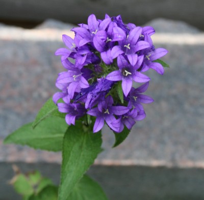IMG_4149.JPG.JPG