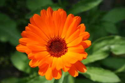 IMG_4126.JPG.JPG