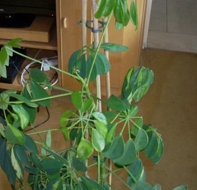 schefflera2.jpg