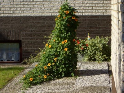 Schwarze susanne.jpg