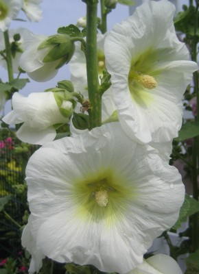 green24 3 082.jpg