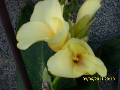 Garten 2011 021.jpg