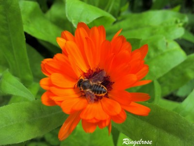 Ringelblume.JPG