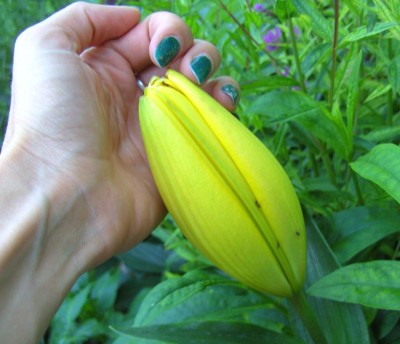 Lilienknospe1814.jpg