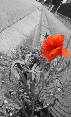 Rote Blume.png