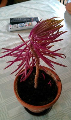 IMAG0019.jpg