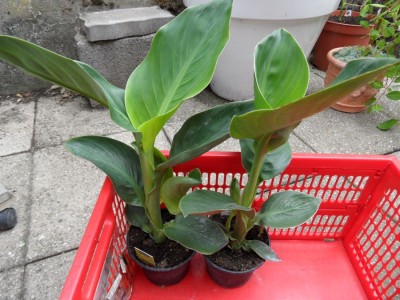 Canna Aldi.jpg