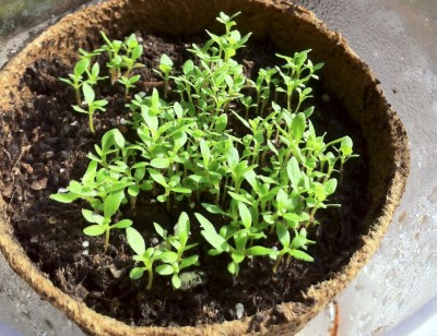 TeeBaum-.JPG