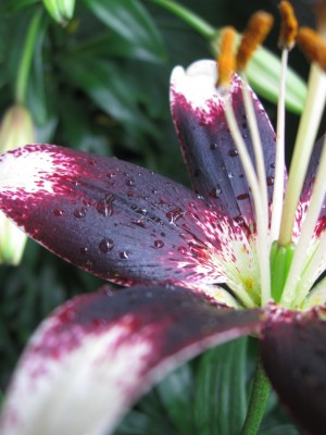 Lilium.JPG