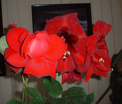 DSCF0090.JPG