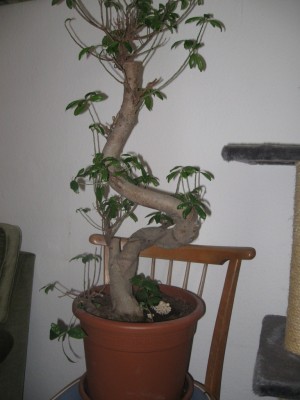 Pilze im Riesenbonsai  Pflanzenkrankheiten & Schdlinge  GREEN24 Pflanzen  & Garten Forum