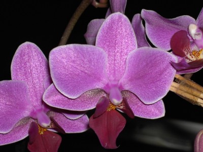 Phalaenopsis Mukalla Juni 2011_2.JPG